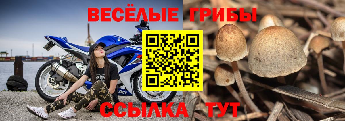 Галлюциногенные грибы GOLDEN TEACHER Минусинск